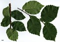 SpeciesSub: 'Major' (U.glabra × U.minor)